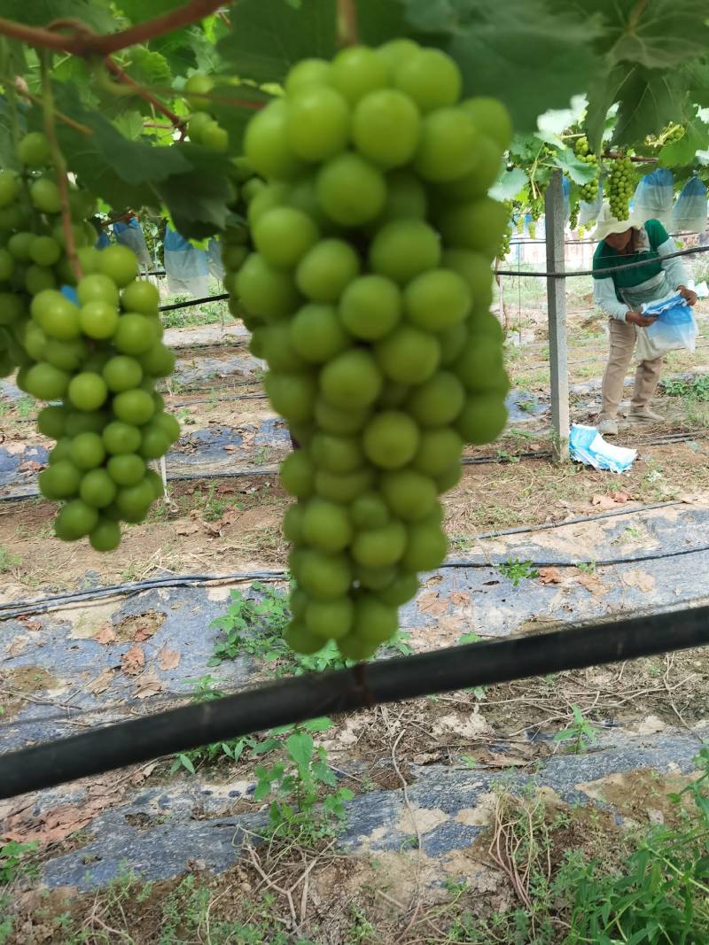 [果园直采]精品阳光玫瑰，河南夏邑葡萄园区看货甜度高