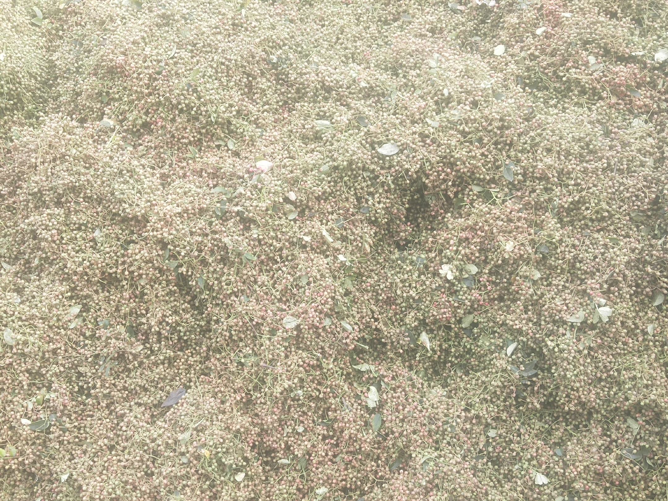 显微镜下花椒未成熟果实与成熟果实对比图
