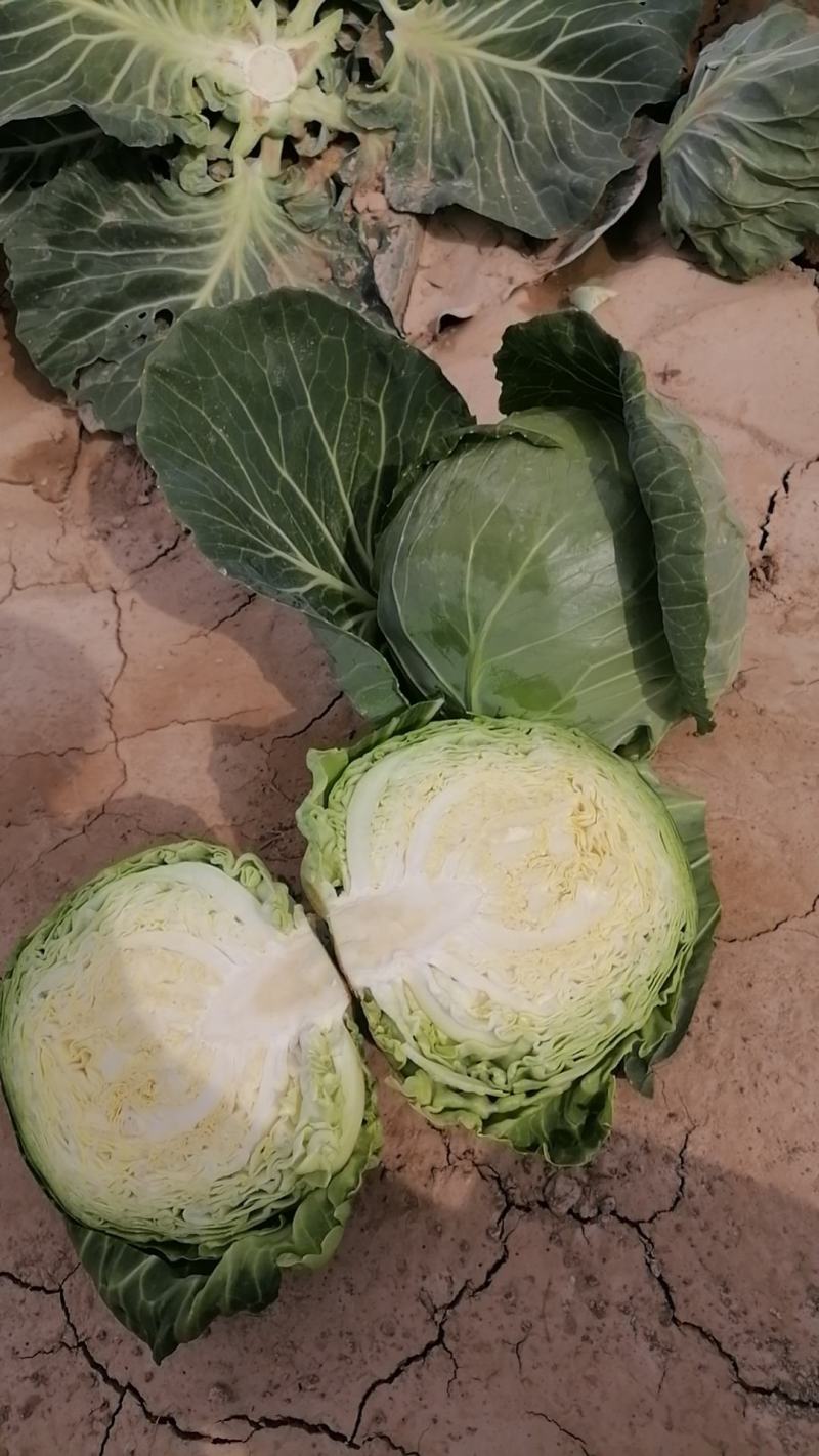 甘肃靖远，绿甘蓝1~2公斤个个精品，