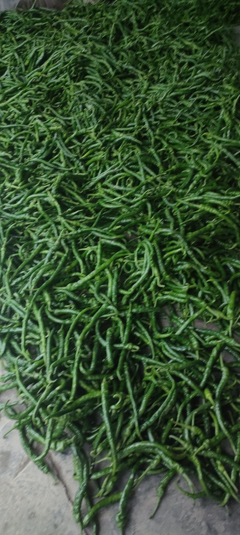 螺线辣椒，红辣子，线椒，可对接大型商超市场欢迎订购