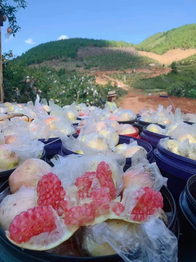 云南蒙自甜石榴