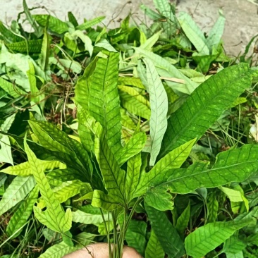 金鸡脚