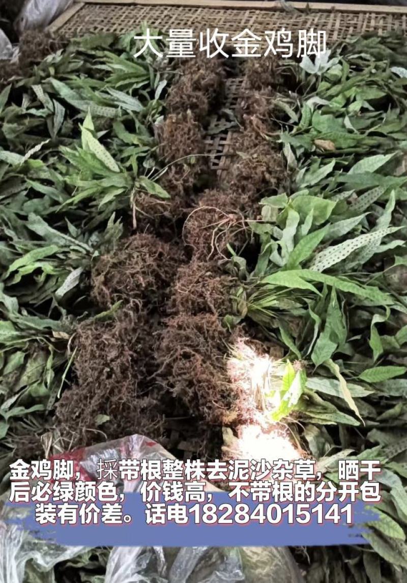 金鸡脚