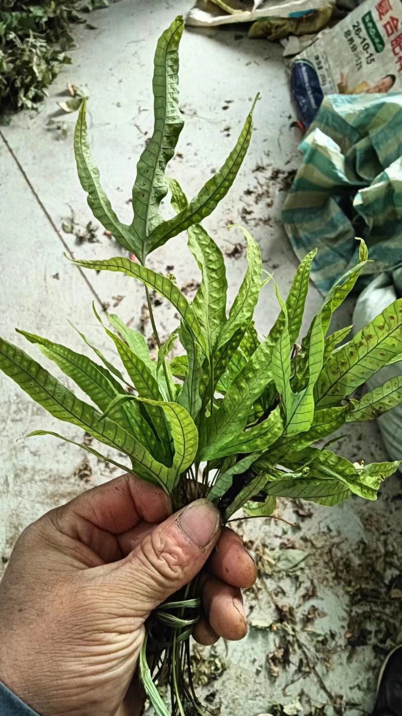 金鸡脚