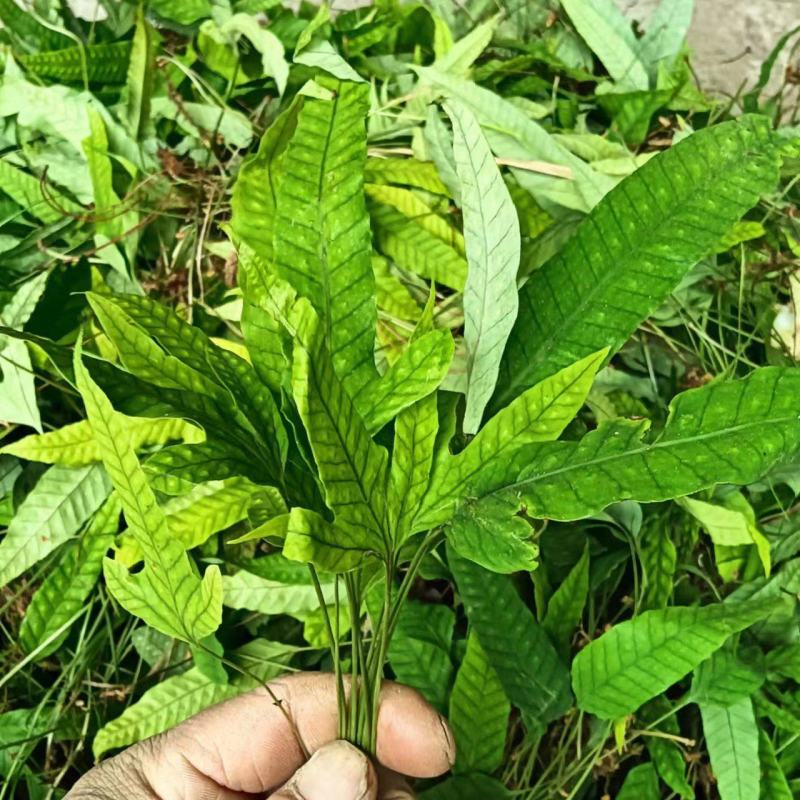 金鸡脚