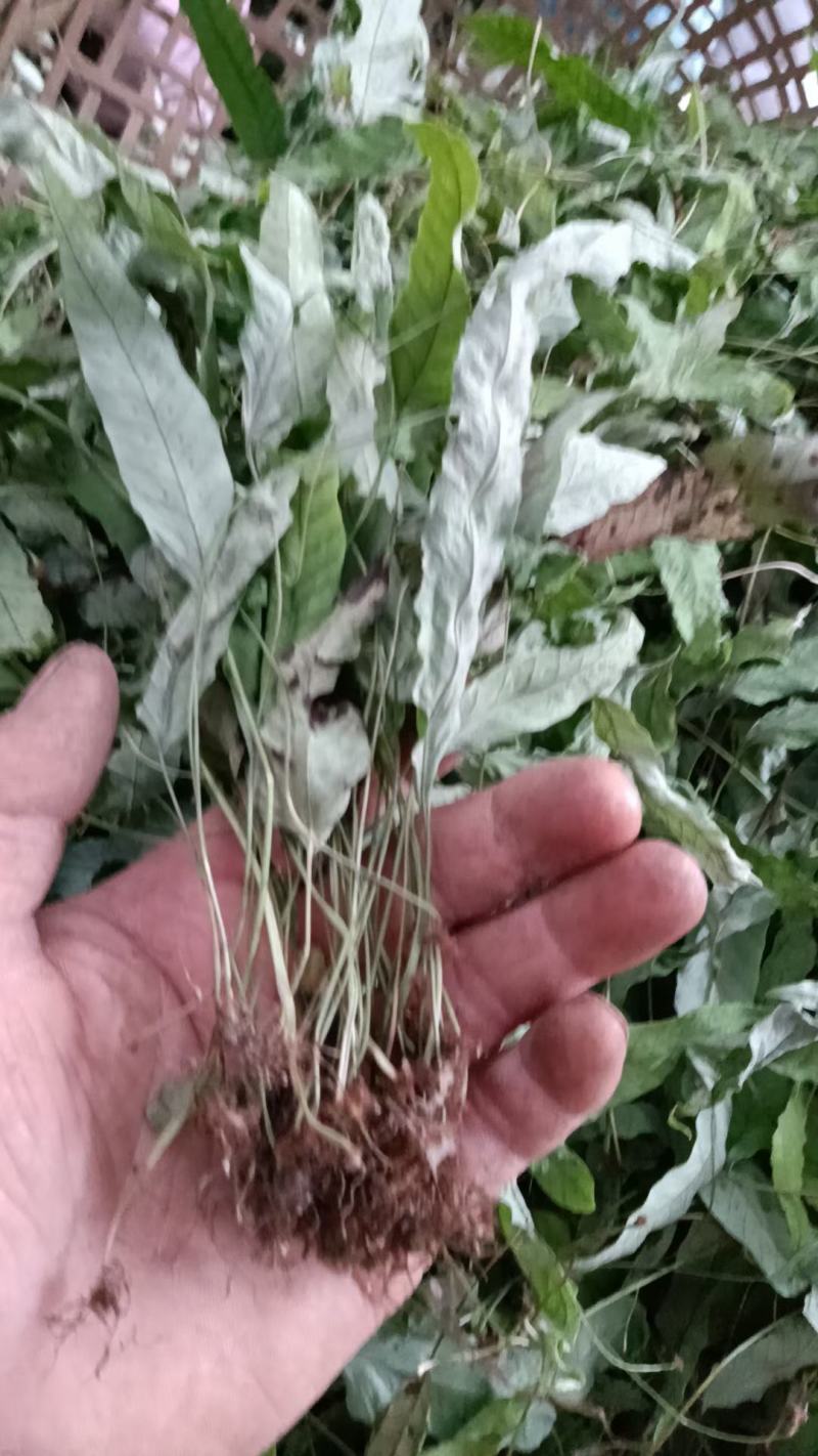 金鸡脚
