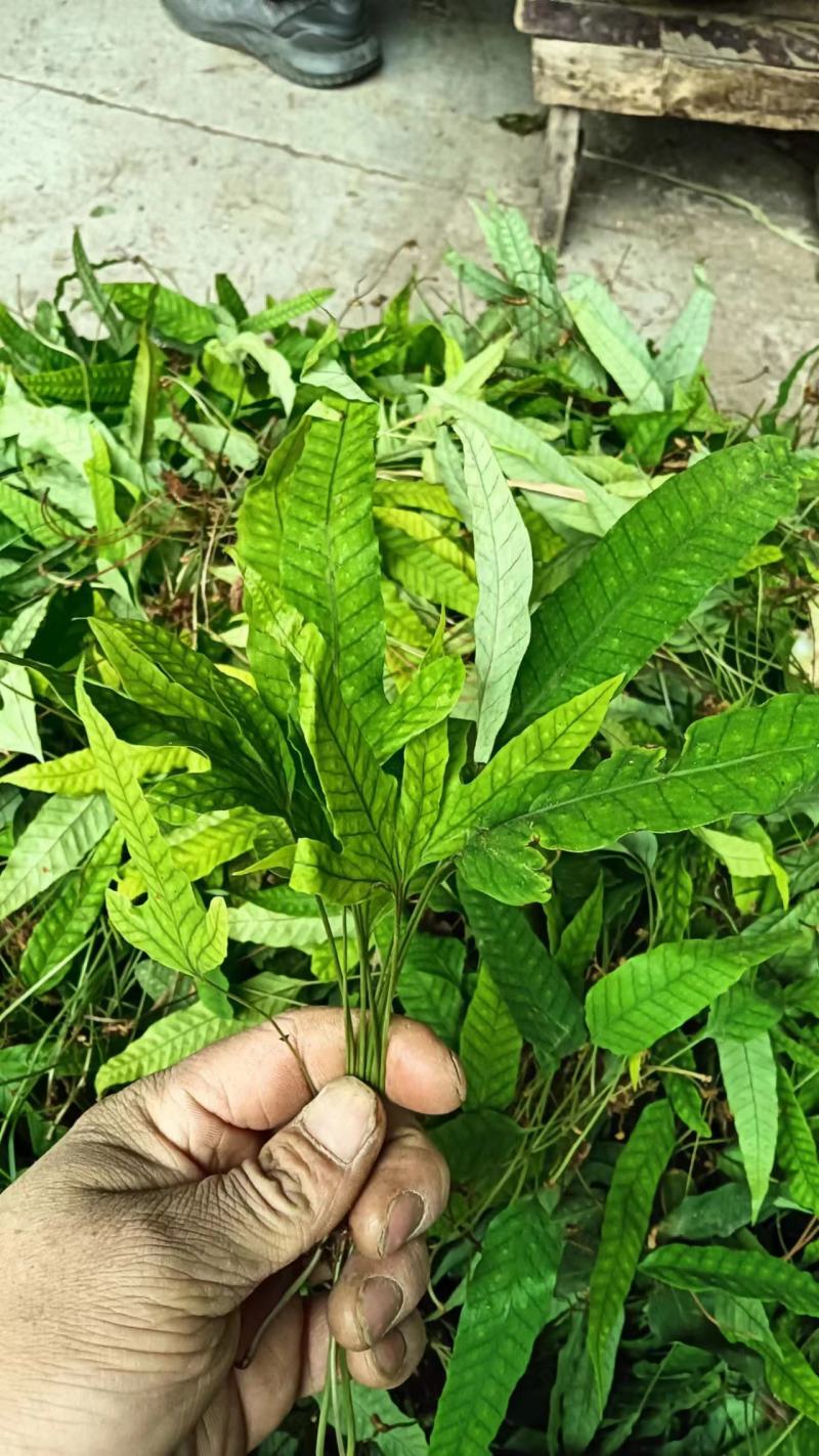 金鸡脚