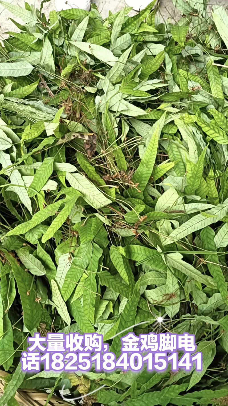金鸡脚