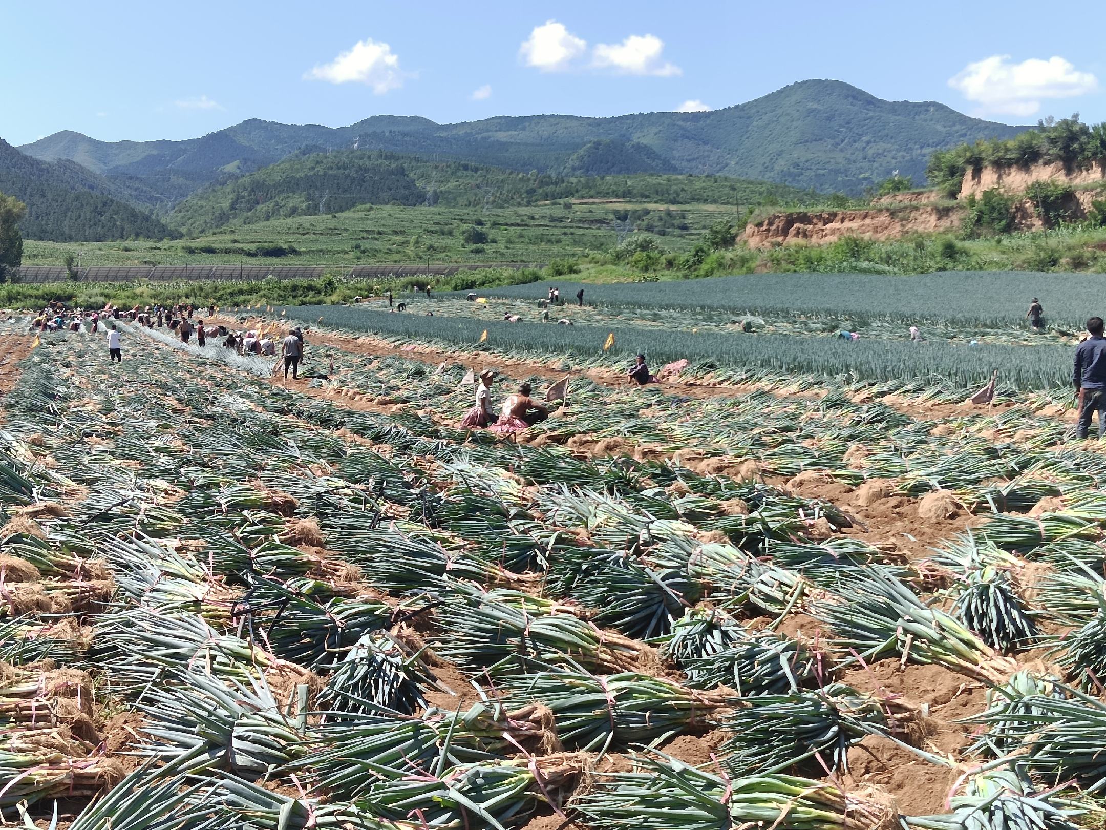 农民在田间收获大葱的场景