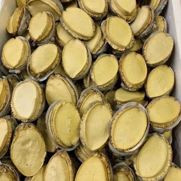 冻干鲍鱼