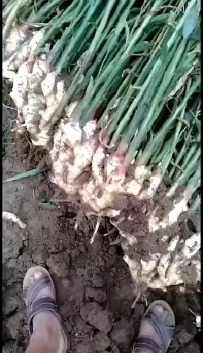 山东红芽大黄姜大量上市保证质量一手货源可视频看货