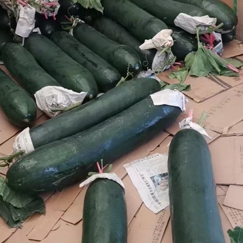 贵州本地精品黑皮【吊冬瓜】高山种植条形颜色肉质硬度漂亮