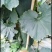 贵州本地精品黑皮【吊冬瓜】高山种植条形颜色肉质硬度漂亮