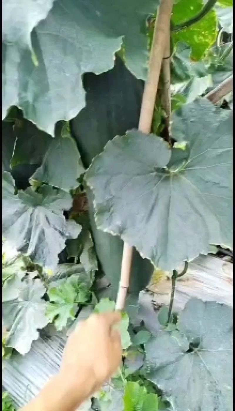 贵州本地精品黑皮【吊冬瓜】高山种植条形颜色肉质硬度漂亮