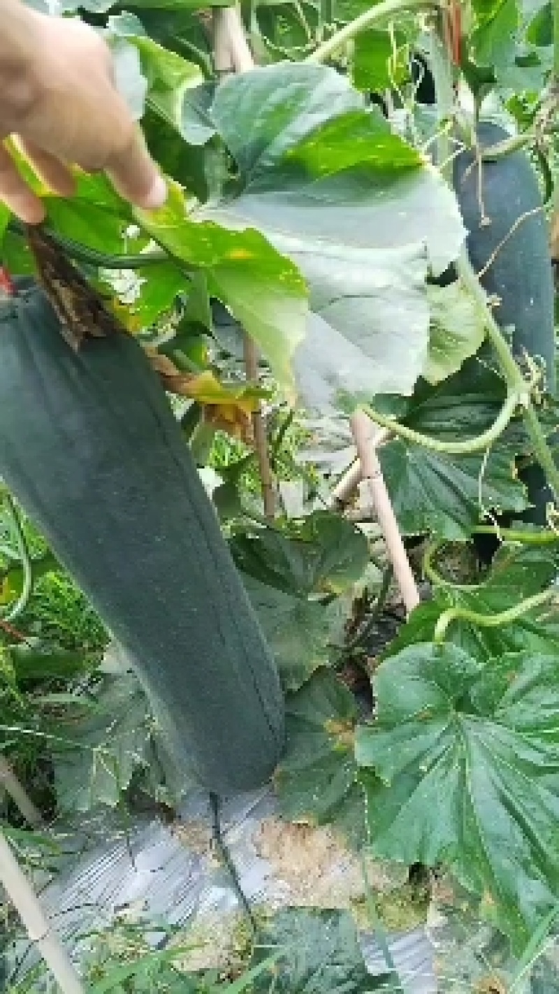 贵州本地精品黑皮【吊冬瓜】高山种植条形颜色肉质硬度漂亮