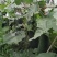 贵州本地精品黑皮【吊冬瓜】高山种植条形颜色肉质硬度漂亮