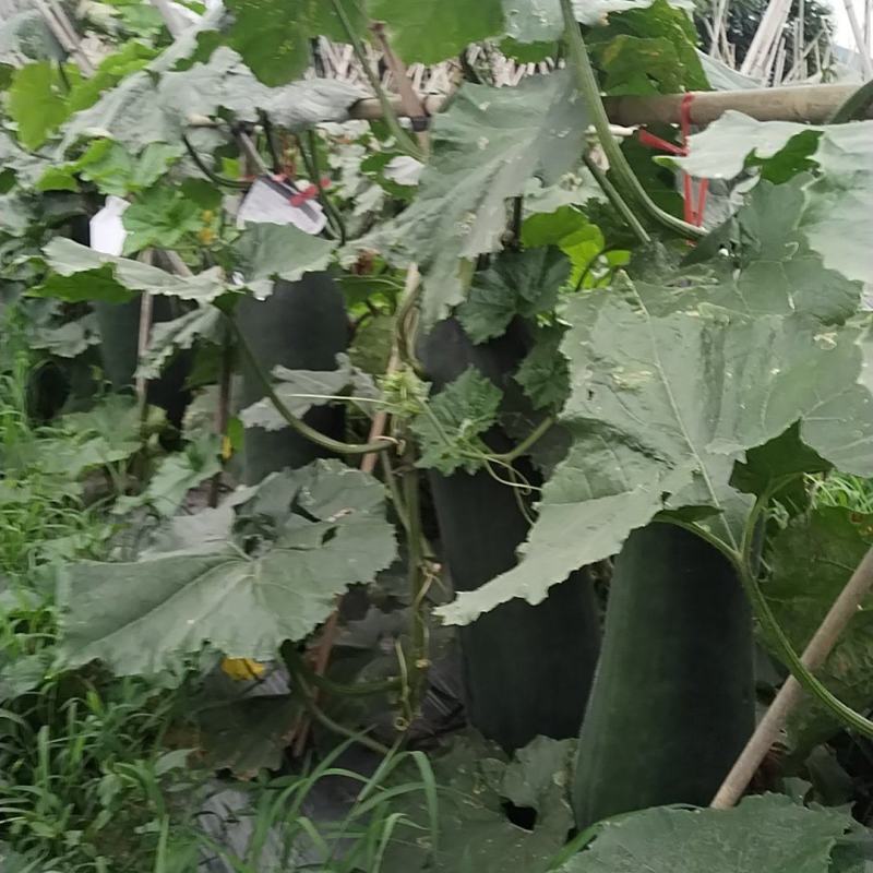 贵州本地精品黑皮【吊冬瓜】高山种植条形颜色肉质硬度漂亮