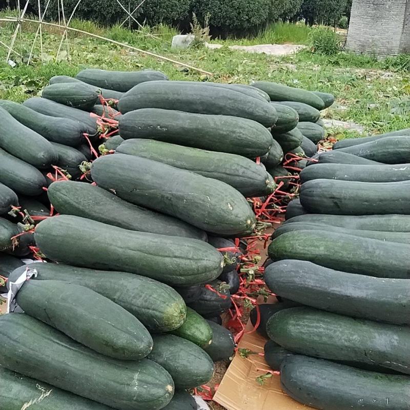 贵州本地精品黑皮【吊冬瓜】高山种植条形颜色肉质硬度漂亮