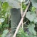 贵州本地精品黑皮【吊冬瓜】高山种植条形颜色肉质硬度漂亮