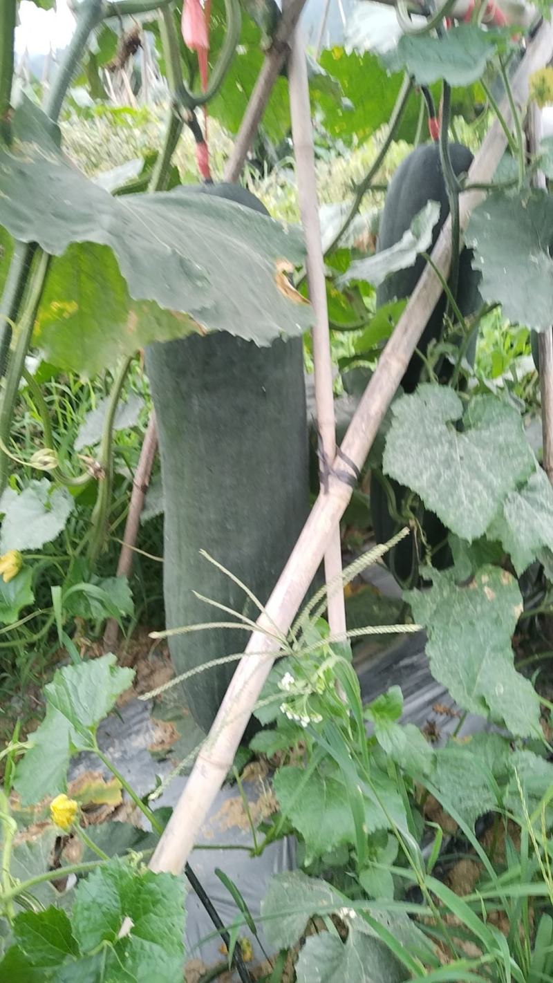 贵州本地精品黑皮【吊冬瓜】高山种植条形颜色肉质硬度漂亮