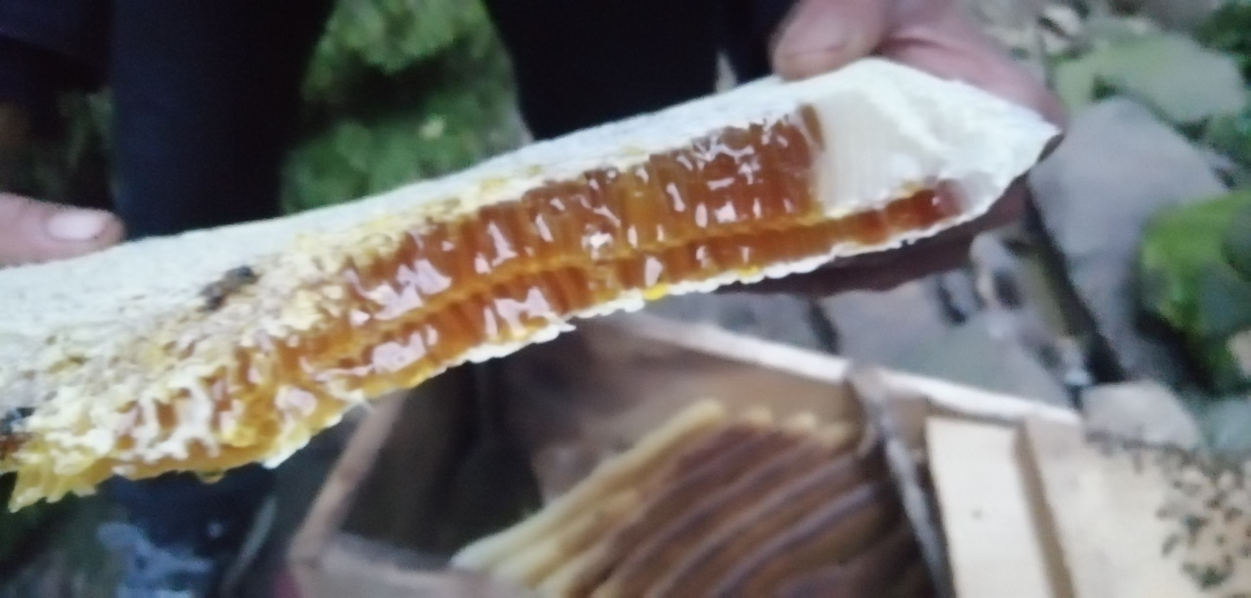 蜂巢蜜实物图