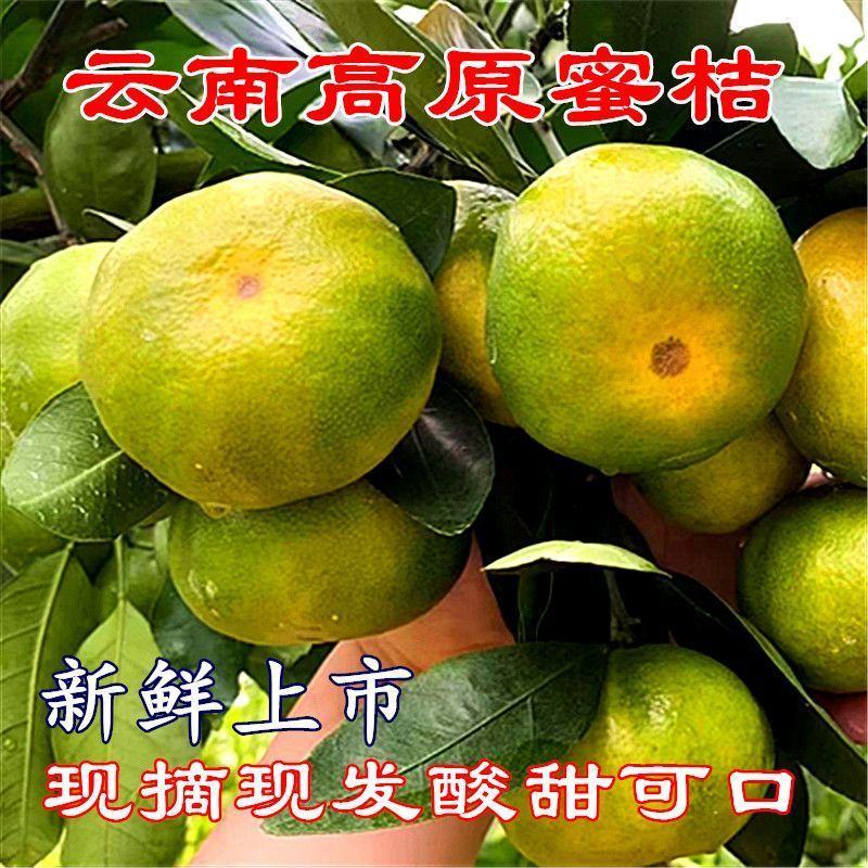 【热卖】蜜橘，湖北柑橘，产地直发，全国发货，对接大型采购