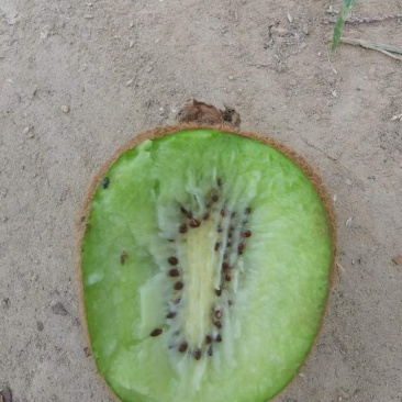 弥猴桃