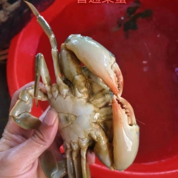 螃蟹
