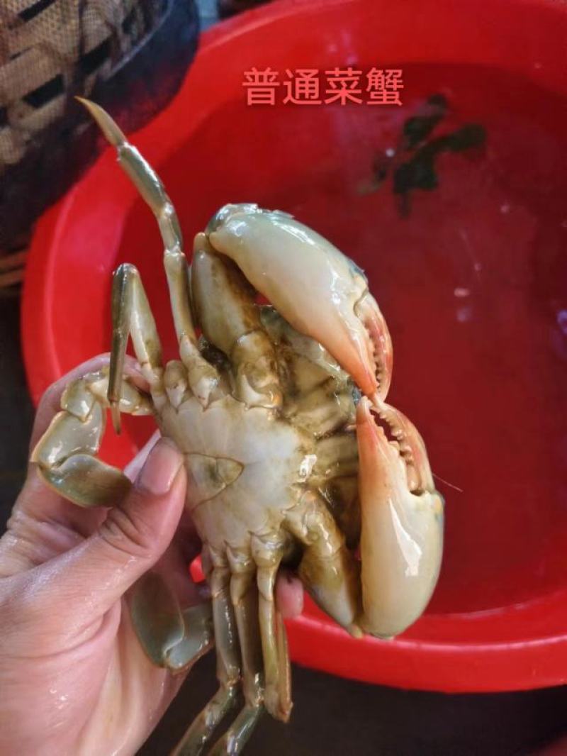 螃蟹