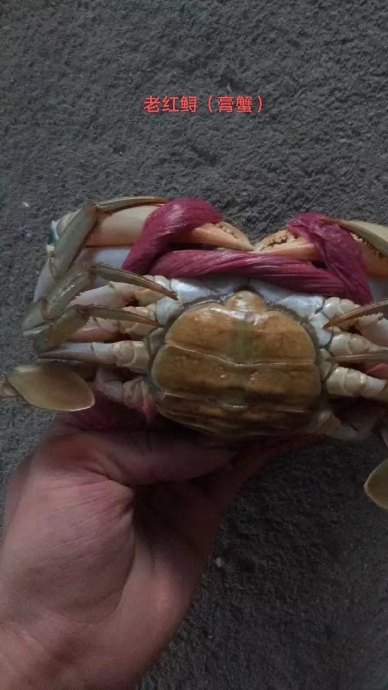 螃蟹