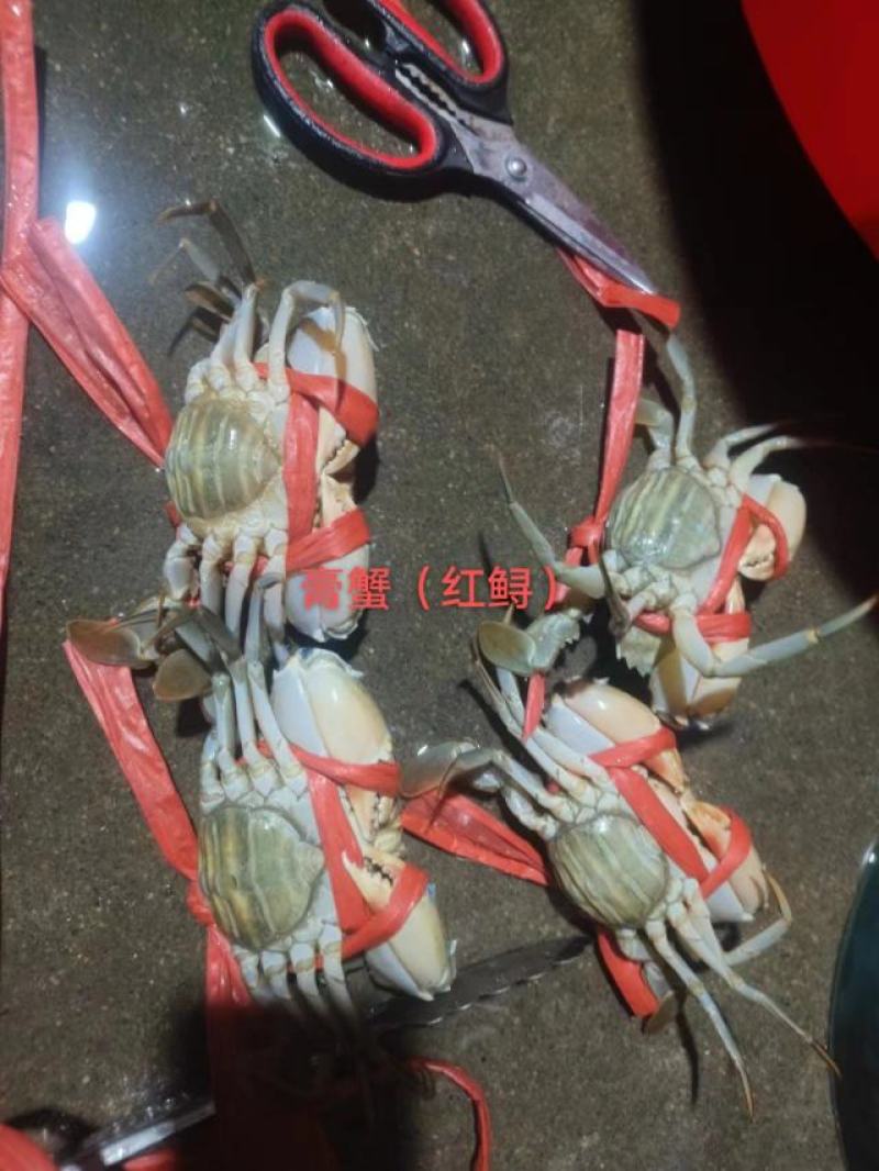 螃蟹