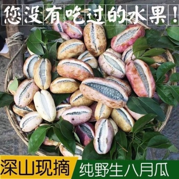 深山水果八月瓜牛腰果八月炸基地现摘现发一件代发