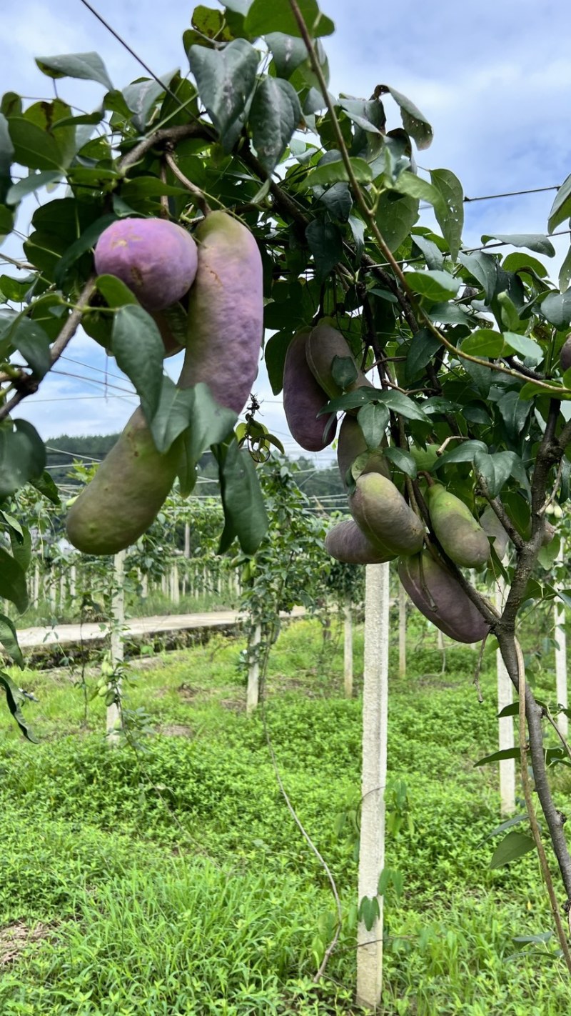 深山水果八月瓜牛腰果八月炸基地现摘现发一件代发