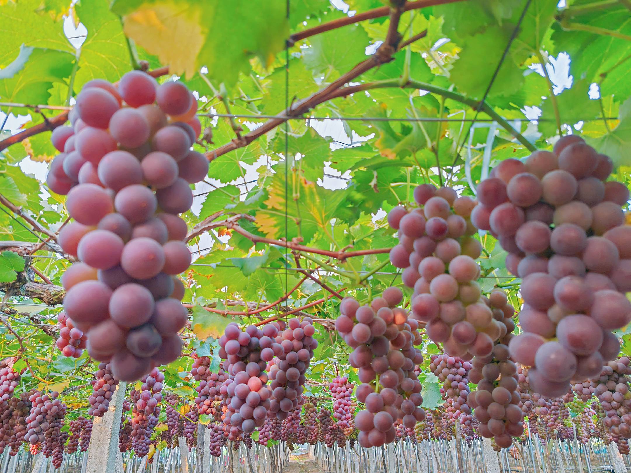 成片的巨峰葡萄园,阳光洒在紫色果实上,呈现出丰收景象 巨峰葡萄果园