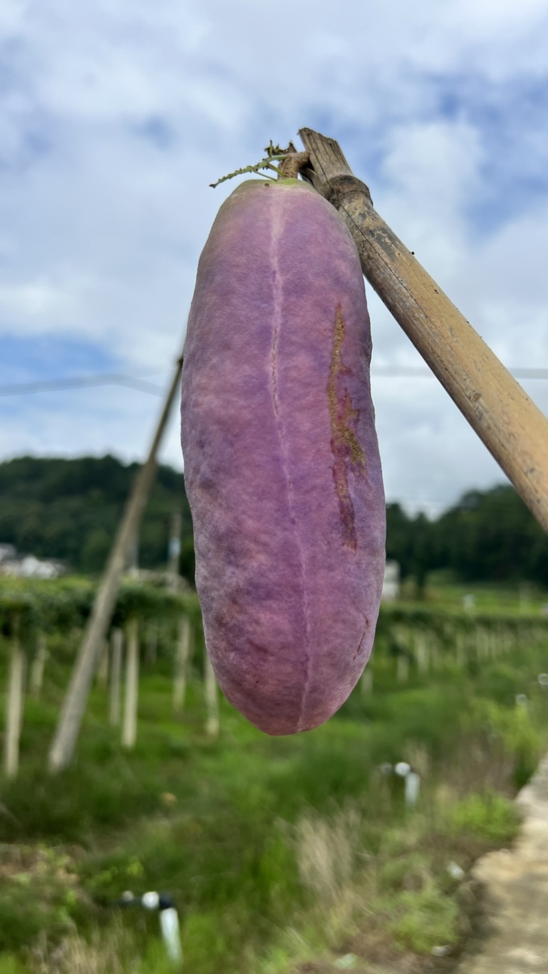 深山水果八月瓜牛腰果八月炸基地现摘现发一件代发