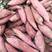 【热卖红薯】西瓜红开封红薯产地直发全国市场量大从优电联订购