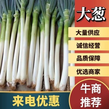 日本精品【钢葱】大葱耐运输不易烂口感脆爽香味浓欢迎抢购