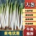 日本精品【钢葱】大葱耐运输不易烂口感脆爽香味浓欢迎抢购