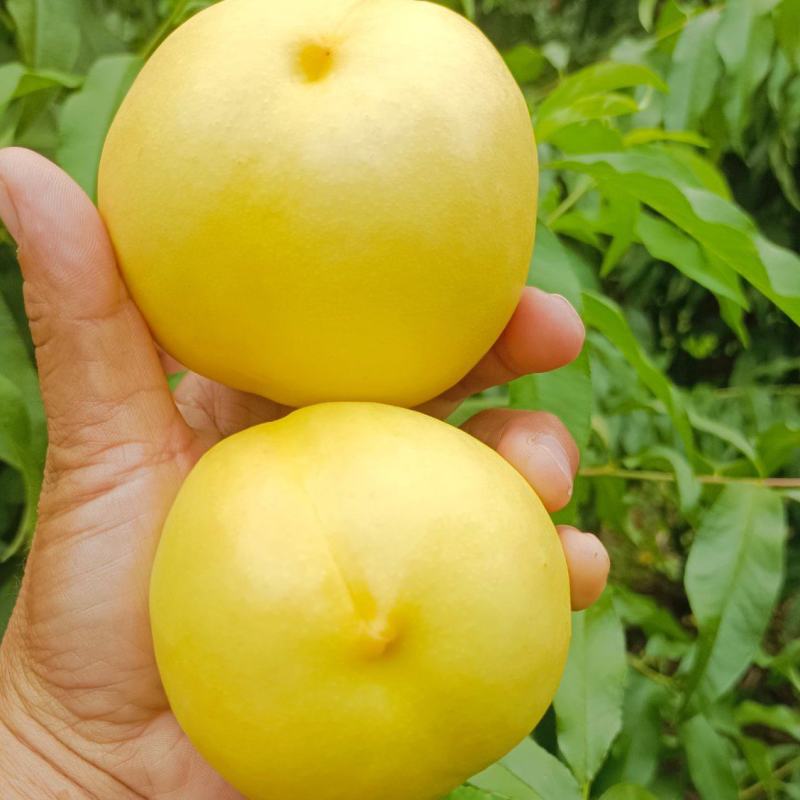 中油8桃子大量现货