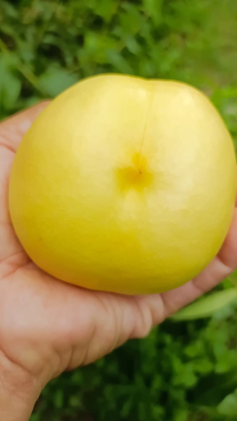 中油8桃子大量现货