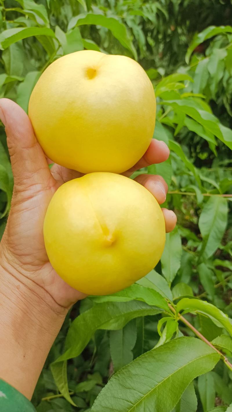 中油8桃子大量现货