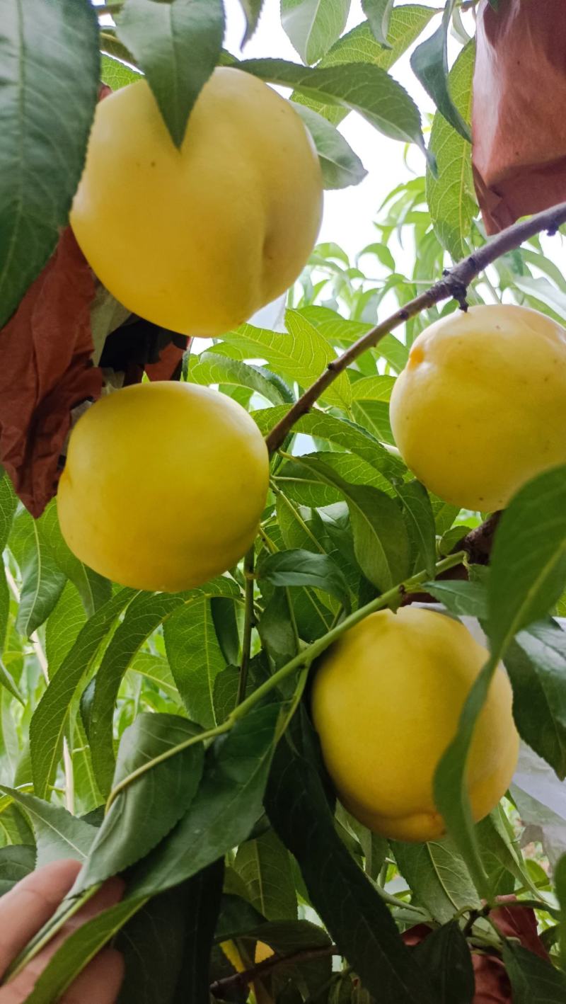 中油8桃子大量现货