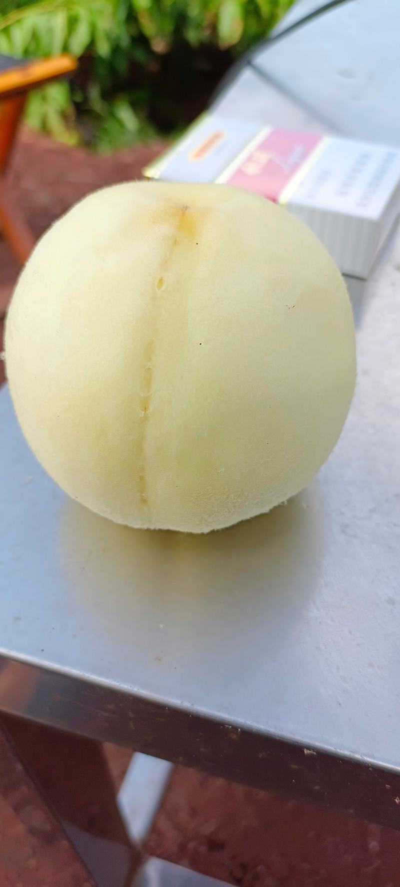 永莲蜜白桃