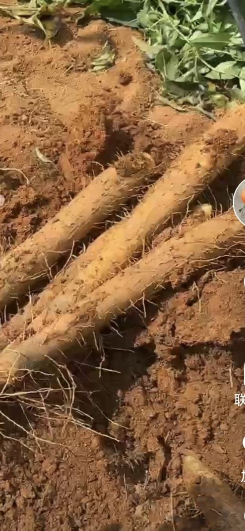 广西大量淮山药黑鬼白鬼滚地龙需要的老板联系哦谢谢大家