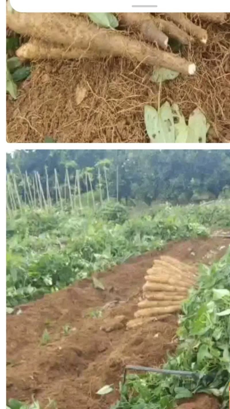 广西大量淮山药黑鬼白鬼滚地龙需要的老板联系哦谢谢大家