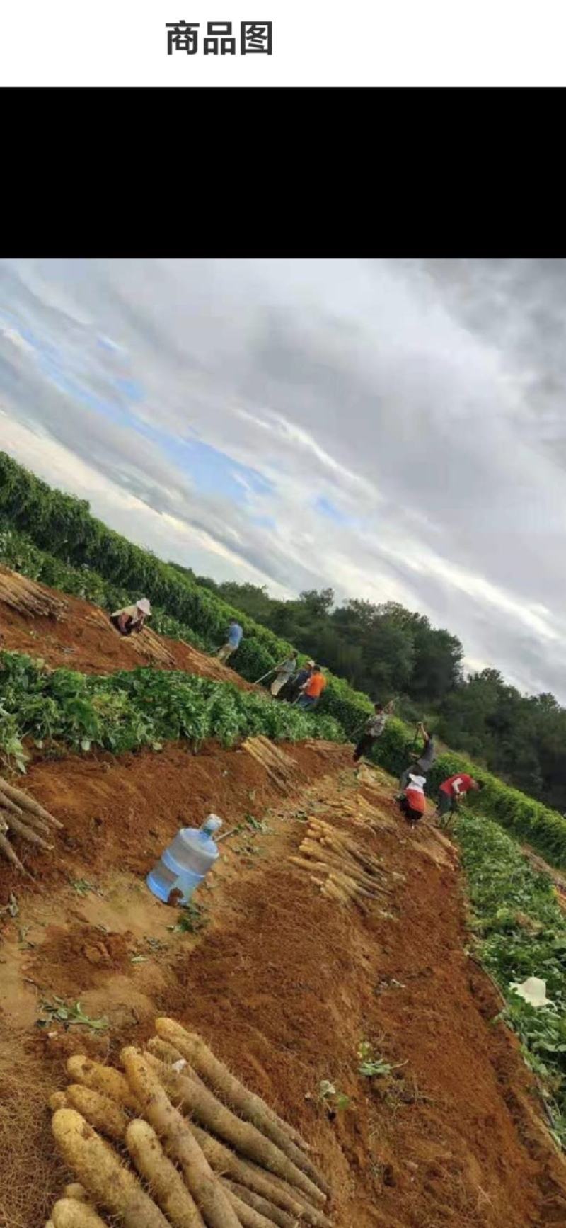 广西大量淮山药黑鬼白鬼滚地龙需要的老板联系哦谢谢大家