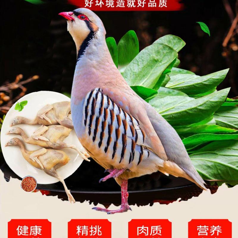 鹧鸪石鸡飞龙呱呱鸡呱啦鸡美国鹧鸪单只真空