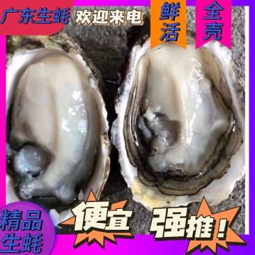 生蚝精品全壳生蚝汫洲生蚝烧烤零售批发市场商超档口