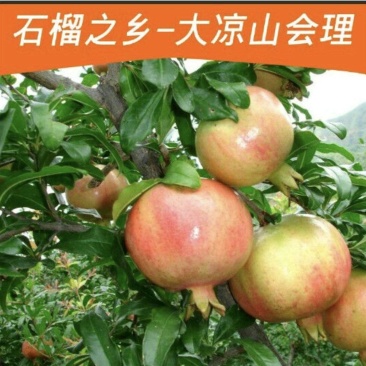会理软籽石榴一级精品，礼盒装8斤包邮