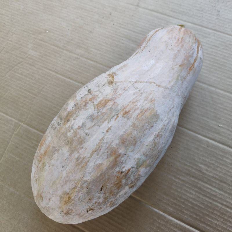 精品蜜本南瓜